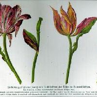 Au coeur de la plante, une idée vivante ?